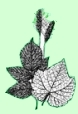 Our Affordable Gardening Products sold on this web site, which we call Natures Own Growing System, include BioVam Mycorrhiza, Biosol Mix 7-2-3 Organic Fertilizer, Planters II Trace Mineral Fertilizer, Yucca Extract, Microbe Tea Brewing Kits, Zeolite, Organic White Gold Bar Soaps, Just Like Sugar Natural Sweetener, and Spider Elimination Kits. Most of these products are used to grow high brix plants which are high in nutrient (mineral and vitamin) content.